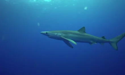 Recent Shark Sightings on Gran Canaria