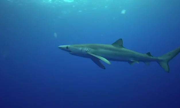 Recent Shark Sightings on Gran Canaria
