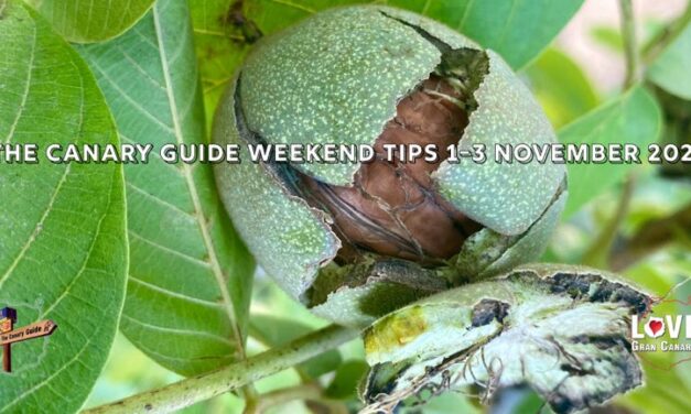 The Canary Guide #WeekendTips 1-3 November 2024 & Noche de Finaos