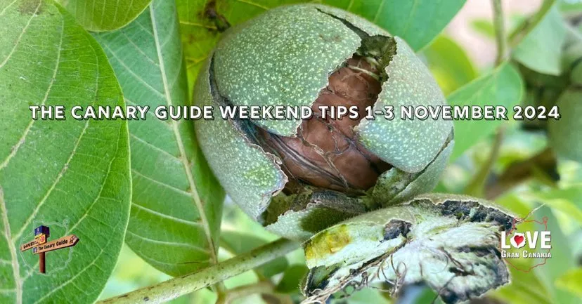 The Canary Guide #WeekendTips 1-3 November 2024 & Noche de Finaos