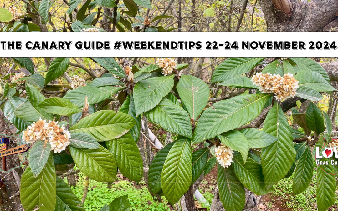 The Canary Guide #WeekendTips 22-24 November 2024