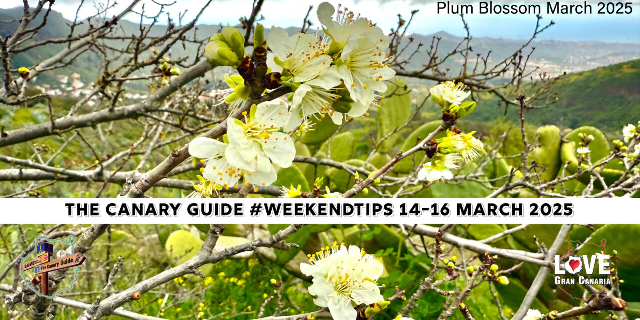 The Canary Guide #WeekendTips 14-16 March 2025